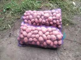 Зображення для оголошення Продам товарну картоплю сорт білароса