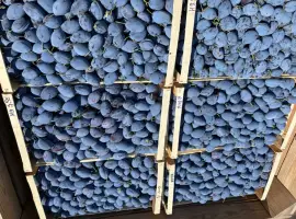 Зображення для оголошення Продам сливу Стенлей 150 тонн