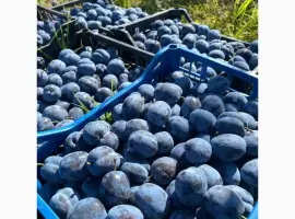 Зображення для оголошення Продам сливу
