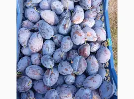 Зображення для оголошення Продам сливу "Станлей"