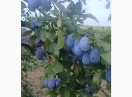 Зображення для оголошення Слива стенлей