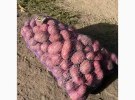 Зображення для оголошення Продам картоплю сорту "Алюетт" (жовта всередині)