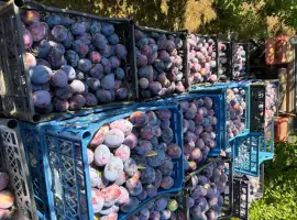 Зображення для оголошення Продам сливу Амерс