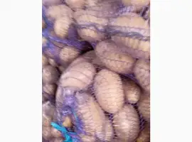 Продам картоплю сорт Парадізо 25т