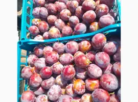 Зображення для оголошення Продам сливу