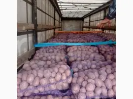 Зображення для оголошення Продам товарный картофель