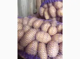 Продам товарну та посадкову картоплю 25т
