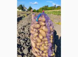 Зображення для оголошення Куплю картоплю від 3 тон