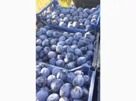 Зображення для оголошення Продам сливу Богатирка
