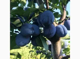 Зображення для оголошення Продам сливу