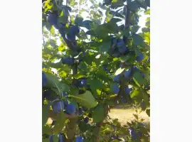 Зображення для оголошення Продам сливу Богатир з власного саду в барві приблизно 2-2.5т ціна договірна