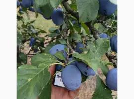 Зображення для оголошення Продам сливу Богатир