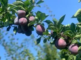 Зображення для оголошення Продам Слива