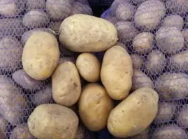 Зображення для оголошення Куплю Картоплю
