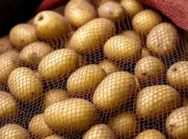 Куплю Картоплю