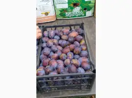 Зображення для оголошення Слива рання чачакская раняя сливи молоді перші свіжі