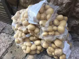 Зображення для оголошення Партія в наявності картопля на палетах або у сітці оптом від 5 тонн Вінницька обл