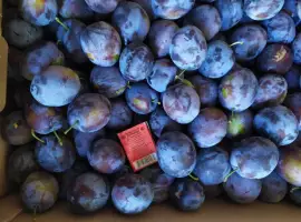 Зображення для оголошення Продам сливу Стенлей