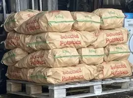 Зображення для оголошення Продаж картопля партія від господарства оптом від 5 тонн Хмельницька обл