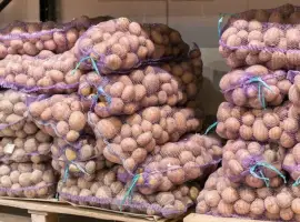 Реалізуємо картопля велика фермерська партія оптом від 5 тонн Рівненська обл