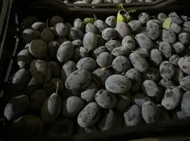 Зображення для оголошення Продам свіжу сливу Стенлей
