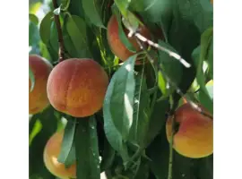 Зображення для оголошення Закупівля персика Миколаївська обл партії від 10 тонн садовий персик опт