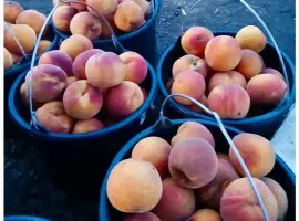 Зображення для оголошення Продам персик оптом від виробника