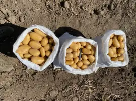 Зображення для оголошення Продам товарну картоплю