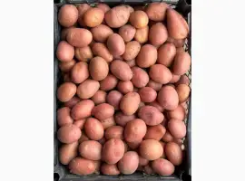 Продам насіннєву картоплю