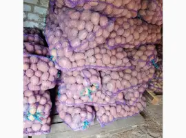 Продам картоплю Белароса