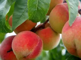 Зображення для оголошення Купим персик