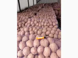 Продам картоплю оптом