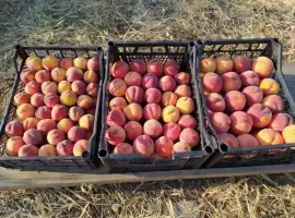 Зображення для оголошення Продам персик сорта Рэдхэвен