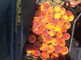 Зображення для оголошення Персик продам