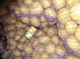 Продам картоплю белароса