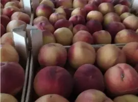 Зображення для оголошення Продам свіжий персик Іспанія