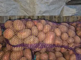 Зображення для оголошення Продам картоплю
