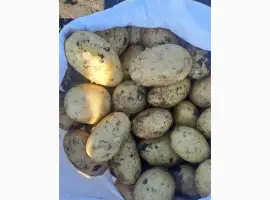 Зображення для оголошення Продам картофель