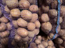 Зображення для оголошення Продам картоплю