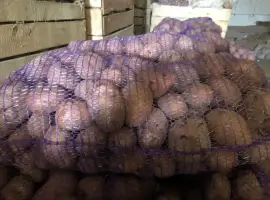 Продам картоплю бела роса