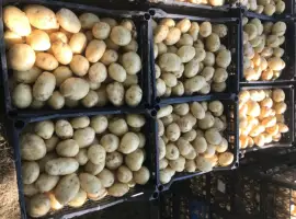 Зображення для оголошення Продажа оптом молодой картоплі