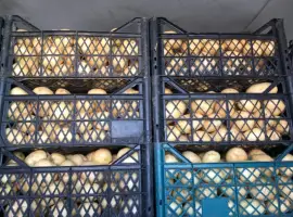 Зображення для оголошення Продам картоплю молоденьку