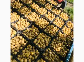 Продам молоду картоплю рів’єра