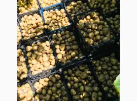 Продам картоплю з поля