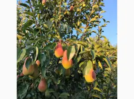 Зображення для оголошення Продам грушу