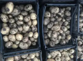 Продам молоду рівьєру оптом