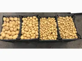 Продам картоплю