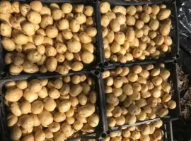 Зображення для оголошення Продам гарну картоплю рівьєру