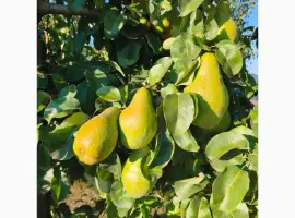 Зображення для оголошення Продам грушу оптом Листопадову(Ноябрську)