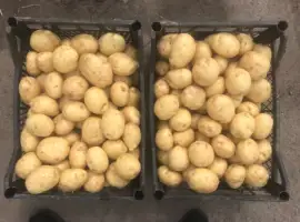 Зображення для оголошення Продам молоду картоплю рівьєру